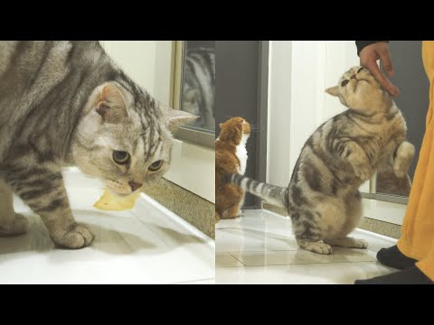 猫咪撒尿了~~